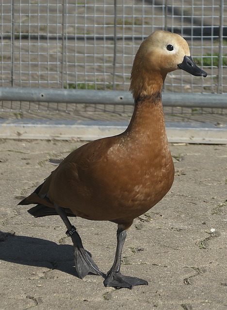 每一次妙传